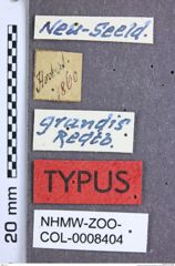 Etikette zu Acroniopus grandis (Redtenbacher, 1868) (NHMW-ZOO-COL-0008404)